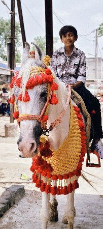 સંજાબ ઘોડી વેચવાની છે