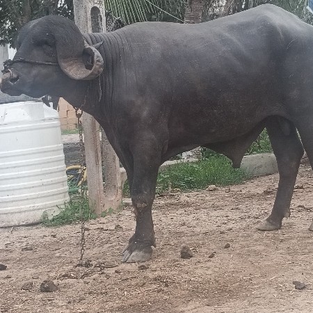 પાડો વેચવાનો છે