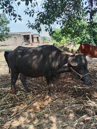 પેલા વેતર ની ખડેલી