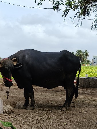 વેચવાની છે
