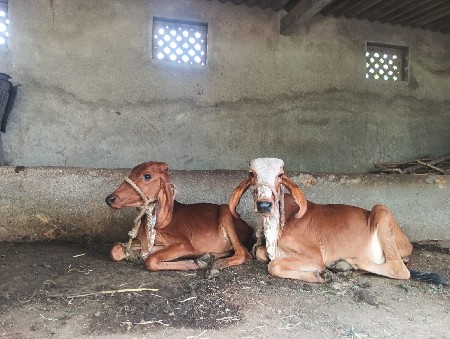 vachadi aapvani ch