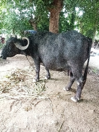 ભેંસ