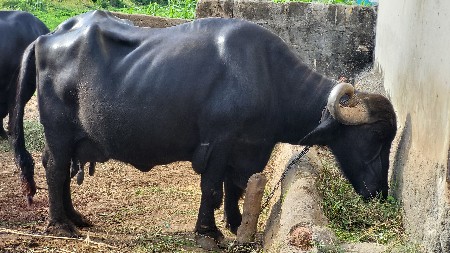 bhes vechvani se 2