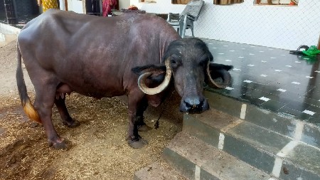 જાફરાબાદી ભેંસ વેચવાની છે