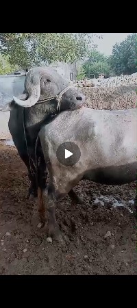પાડો વેચવાનો છે