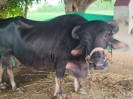 ત્રીજુ વેતર