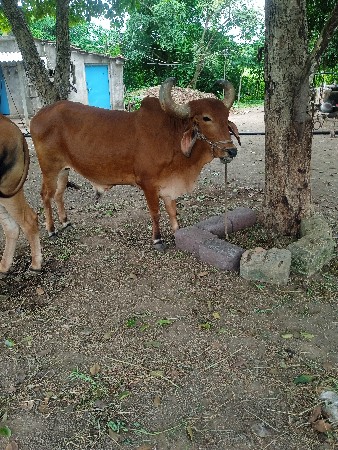 બળદ વેચવાના છે