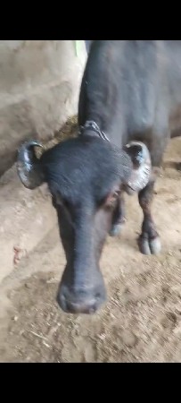 બીજુવેતરવીયાવાનીછે20દીવસનીવાછે
