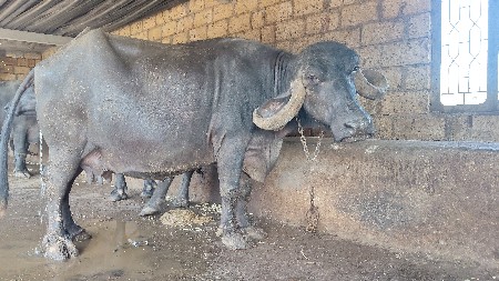 5 વેતર 20 દિવસની વાર