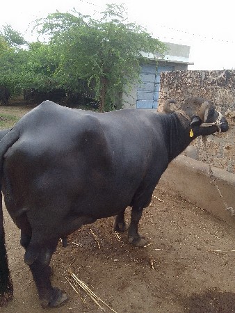 ભેંસ વેચવાની છે