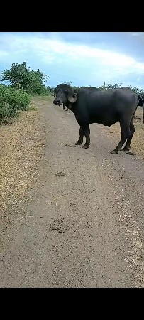 પાડો