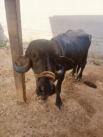 ખળેલું વેચવાનું છે