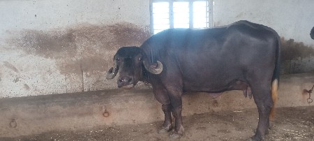 ભેંસ વેચવાની છે