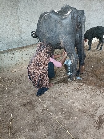 ભેંસ વેચવાની છે