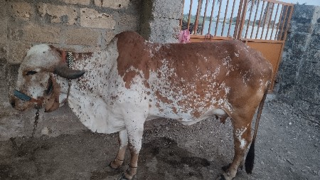 વેચવાની છે