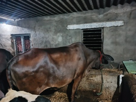 ગીર કોર્સ બે ગાયો દેવાની છે
