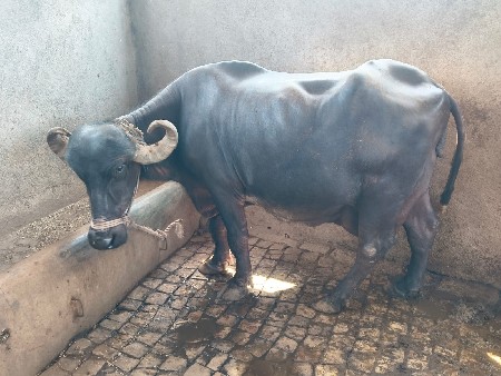 ભેસ વેસવાની છે