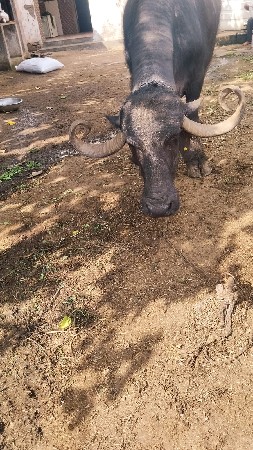 5 વેતર ભેસ હ