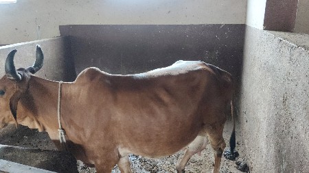 ગાય