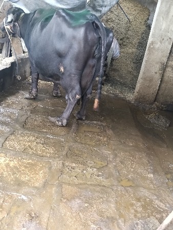 ભેહ