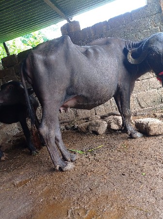 પેલૂ વેતર ખઙૈલૂ વેસવાનુ છે