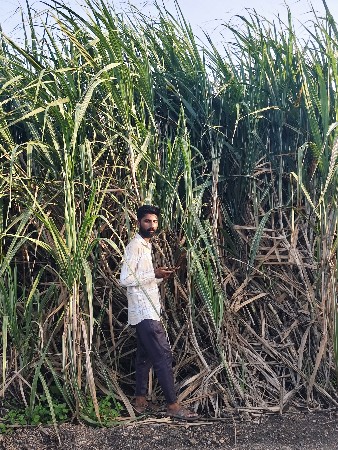શેરડી વેચવા ની છે