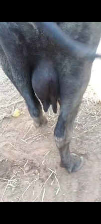 વેચવાની