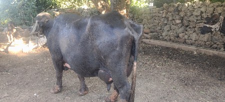 ભેંસ વેશવા ની છે