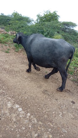 ભેસ