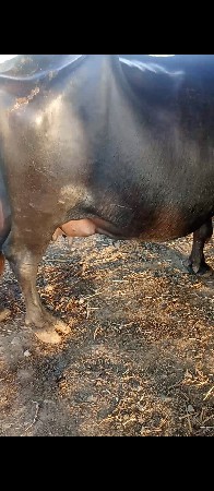 ભેંસ વેચવાની છે