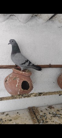 Hari breeding female for sell