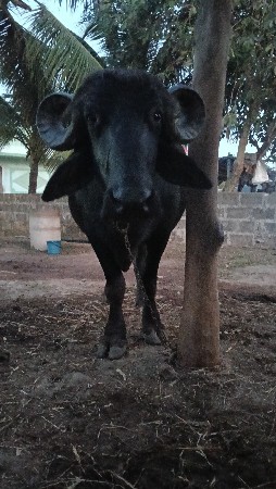 આ ભેંસ વેચવાની છે