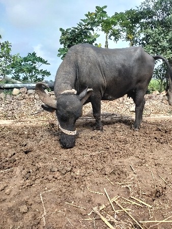 ભેંસ વેચવાની છે