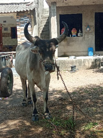 ગોઢલા વેચવા ના છે