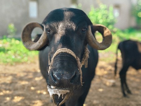 ભેંસ