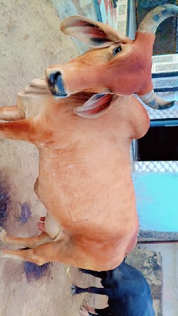 ગાય વેચવાની છે