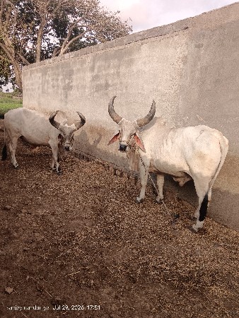બડધદેવાનાછે