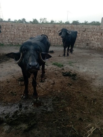 2 ખડેલા વેચવાના છે