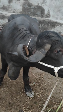 બીજું વેતર વ્યાસે