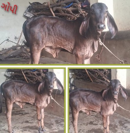 બળદ લેવાનો છે