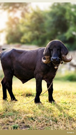 ફ્રી માં જાહેરાત