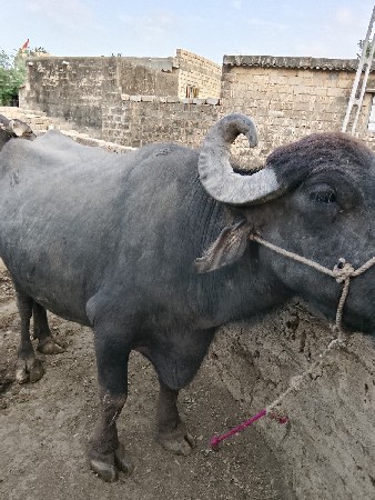 ભેસ વેચવાની છે