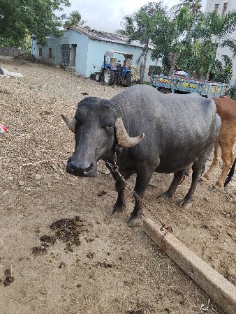 ભરત મોઢવાડીયા