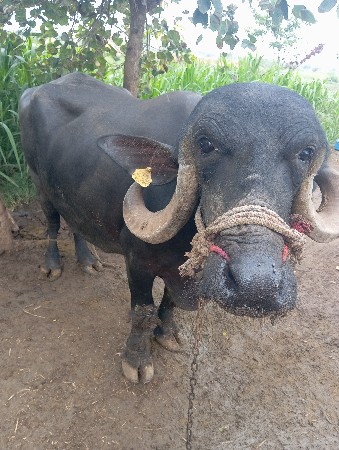 ભૈસ જાફરાબાદી