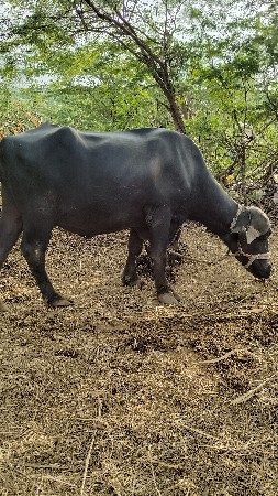 આ પેલ વેતરી ખડેલી વેચવાની છે