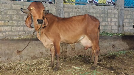 ગીર ગાય વેચાણ આપવા ની છે.