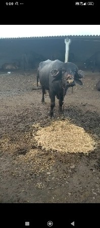 પાડો વેચવાનો છે