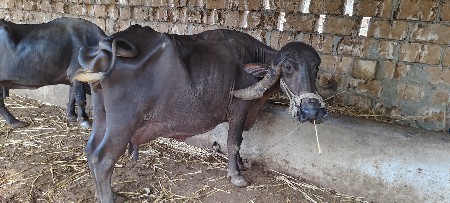 જાફરાબાદી ભેંસ વેચવાની છે.