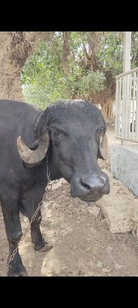 ખળેલી વેચવાની છે