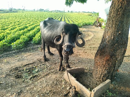ભેંસ વેચવાની છે